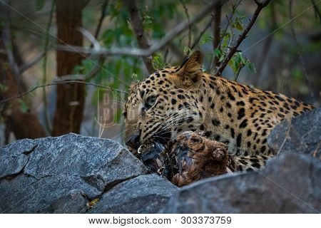 An Angry And Aggressive Leopard Or Panthera Pardus Head Shot With Expression Eating  Carcass Of Blue