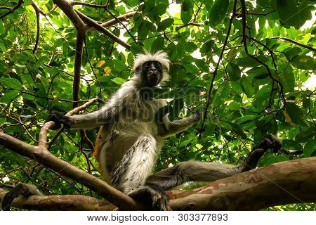 Wild Monkey Sits On A Tree In Wild Nature Of African Jungle In Zanzibar  And Looks Into The Camera. 