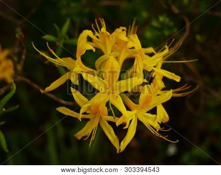 Close Up Of A Yellow Rhododendron Luteum Flower