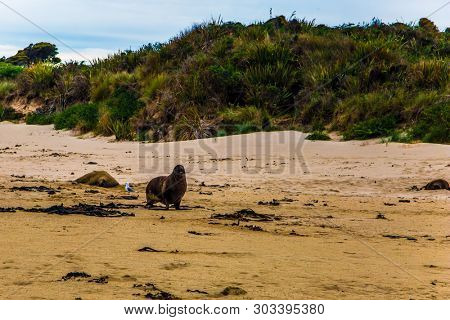  Picturesque Cannibal Bay. Huge sea lions resting on the sand. New Zealand. The picturesque Pacific coast of the South Island. The concept of ecological, active and phototourism
