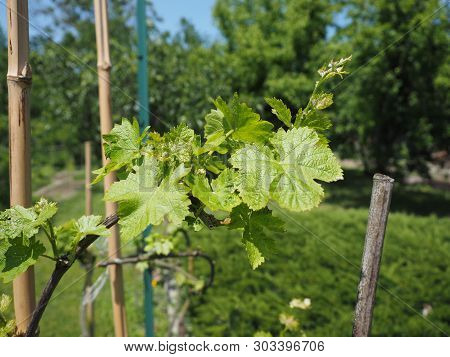 Vitis (grapevine) Plant Leaves