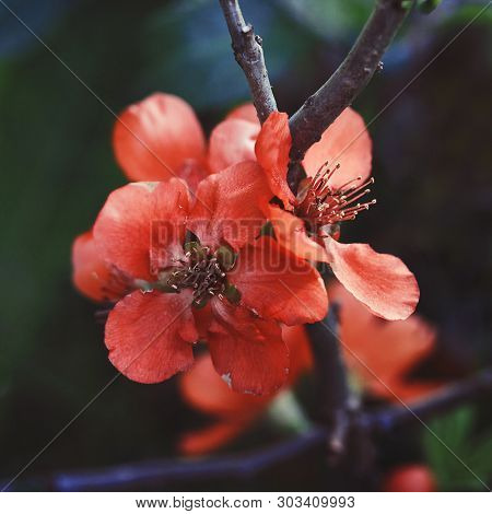 Beautiful Red Flowers Quince, Queen-apple, Apple Quince On Dark Green Background. Useful Ornamental 