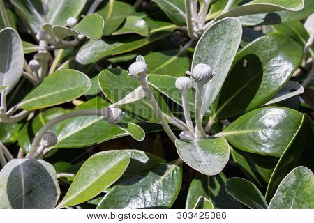 Marlborough Rock Daisy, Pachystegia Insignis Is A Species Of Flowering Plants In The Daisy Family, A