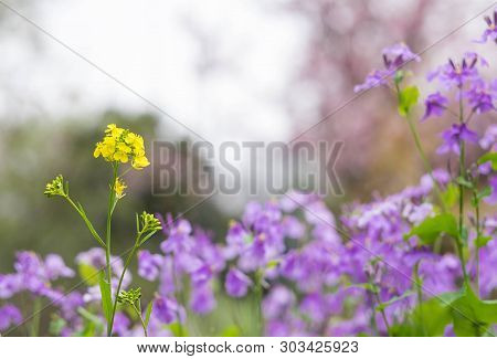 Focus On The Yellow Flower Foreground.