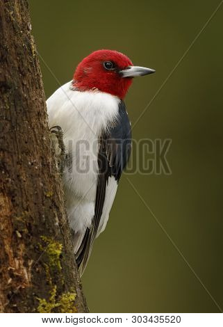 Red-headed Woodpecker (melanerpes Erythrocephalus) On A Moss-covered Tree Stump - Ontario, Canada