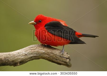 Male Scarlet Tanager (piranga Olivacea) - Ontario, Canada