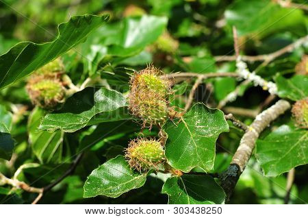 Nut Cupules Of Fagus Sylvatica, The European Beech Tree In Late Spring