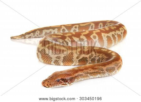 Python Brongersmai In Front Of White Background