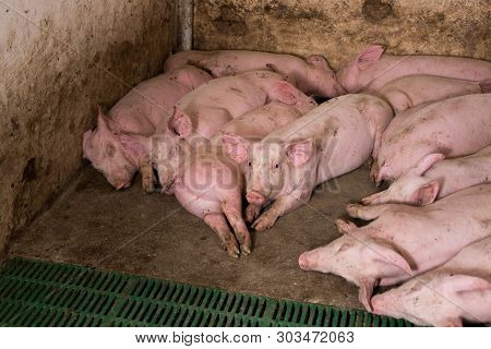 Group Of Young Pigs Sleeping In Pigpen On Farm