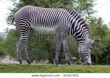 Equus grevyi