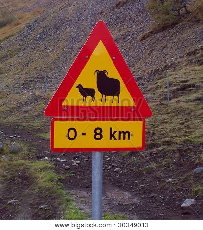 Aviso: Ovelha frente