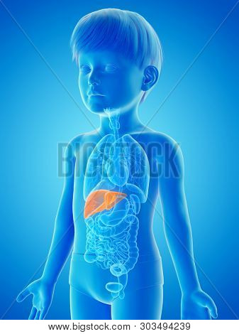 3d rendered medically accurate illustration of a childs liver