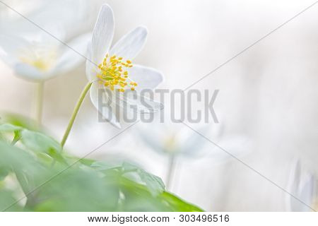 Early spring white wild flower, Anemone nemerosa or wood anemone.