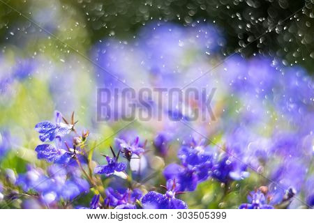 Blue Trailing Lobelia Sapphire Flowers Or Edging Lobelia In Garden