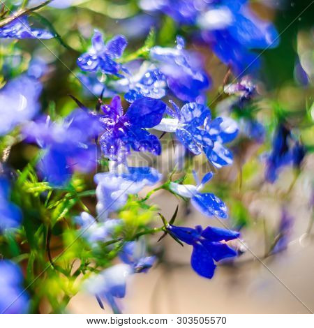 Blue Trailing Lobelia Sapphire Flowers Or Edging Lobelia In Garden