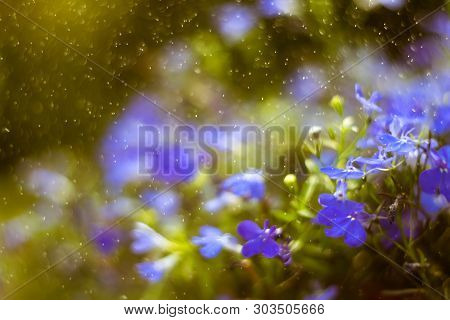 Blue Trailing Lobelia Sapphire Flowers Or Edging Lobelia In Garden