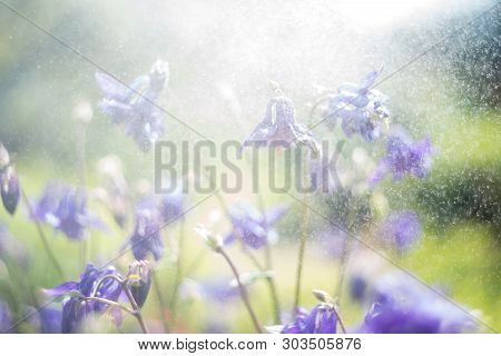 Blue Trailing Lobelia Sapphire Flowers Or Edging Lobelia. Its Latin Name Is Lobel. Lobelia Erinus In