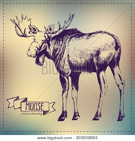 Hand Drawn Pen Graphics Vector Moose Drawing