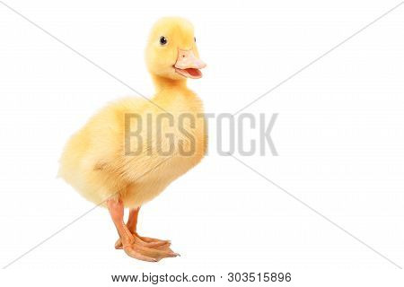 Little Cute Duckling Quacks Standing Isolated On White Background