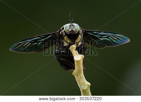 Beautiful Color Of Carpenter Bee (xylocopa Latipes) In Thai Forest