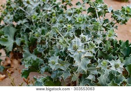 Prickle Flowers With Thorny Leaves. Feverweed Prickly Plant Closeup On Beach Sand. Bushes Of Marine 