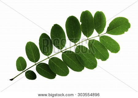 Acacia Leaf Inflorescence Isolated On White Background