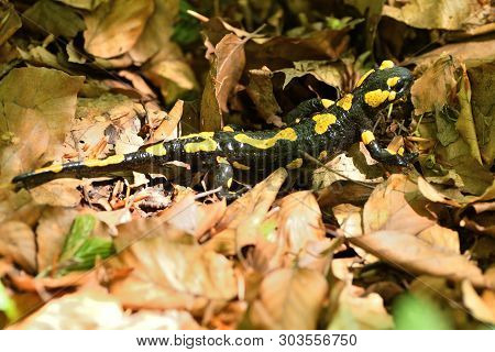 Salamandra Lizard Crawls Through The Leaves In The Forest