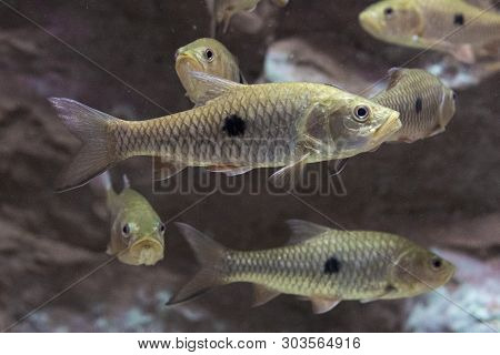 Eye-spot Barb Fish In Aquarium. Wildlife Animal.