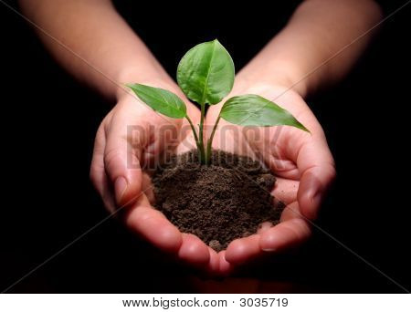 Planta está en las manos
