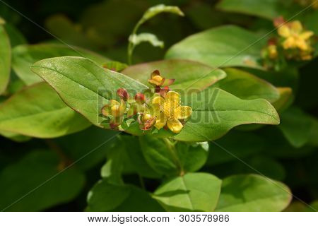 Shrubby St Johns Wort - Latin Name - Hypericum Androsaemum