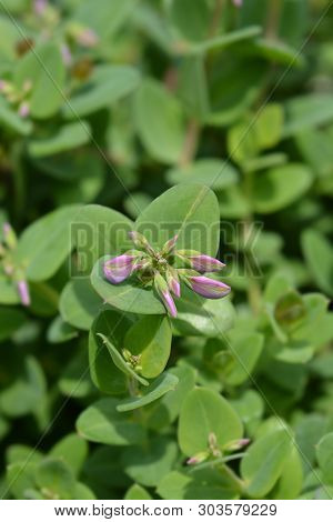 Myrtle-leaf Milkwort - Latin Name - Polygala Myrtifolia