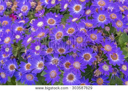 Senetti-cinerarien, Pericallis Hybrida, Cineraria, Florist's Cineraria, Common Ragwort. Ornamental B