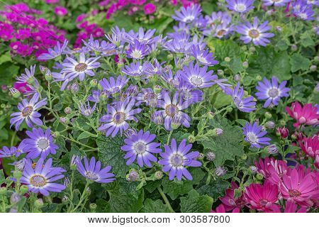 Senetti-cinerarien, Pericallis Hybrida, Cineraria, Florist's Cineraria, Common Ragwort. Ornamental B