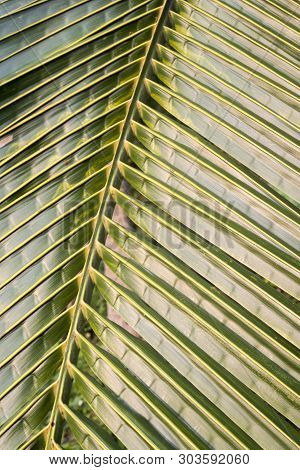 Green Coconat Leaf Nature Texture Bakground. Green Leaves Palm From Tropical.