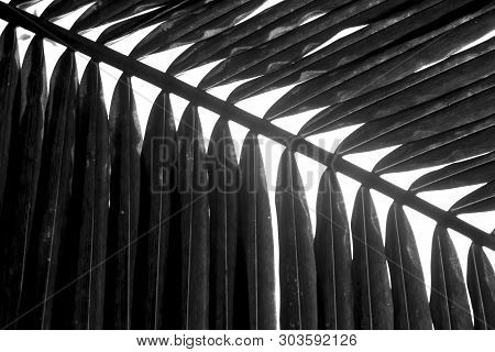 Green Coconat Leaf Nature Texture Bakground. Green Leaves Palm From Tropical.