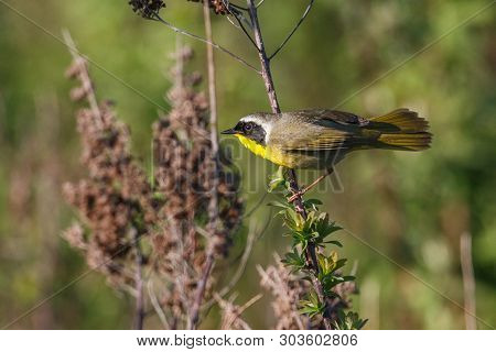 Common Yellowthroat Bird At  Richmond Bc Canada