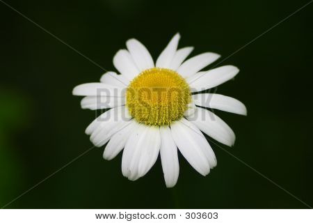 Daisy