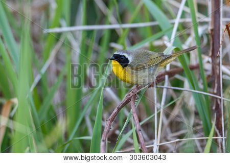 Common Yellowthroat Bird At  Richmond Bc Canada