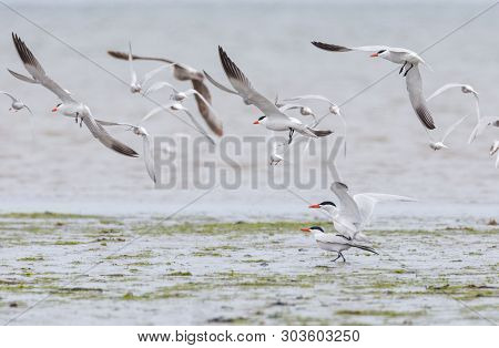 Caspian Tern Bird At Richmond Bc Canada