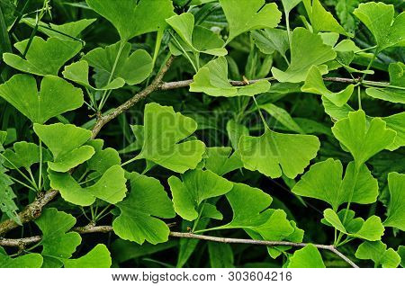 Green Branch Of A Ginkgo.