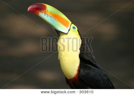 Toucan