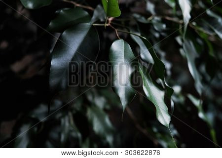 Weeping Fig Or Ficus Tree (ficus Benjamina).