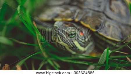 Green Turtle In Leaves
Green Plants And Striped Tortoise Looking At Camera On Blurred Nature Backgro