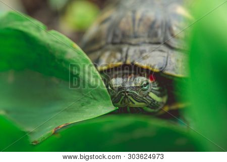 Green Turtle In Leaves
Green Plants And Striped Tortoise Looking At Camera On Blurred Nature Backgro