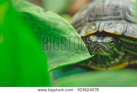Green Turtle In Leaves
Green Plants And Striped Tortoise Looking At Camera On Blurred Nature Backgro