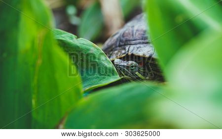 Green Turtle In Leaves
Green Plants And Striped Tortoise Looking At Camera On Blurred Nature Backgro
