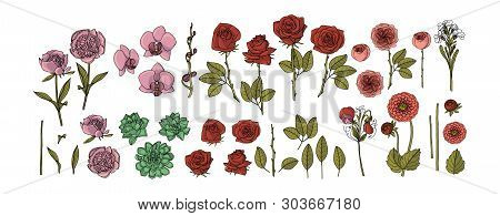 Hand Drawn Collection Of Flowers. Roses, Peony, Succulent, Orchid, Dahlia, Vector Floral Design Elem