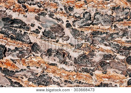 Tree Texture With Beautiful And Rich Color Combination.
