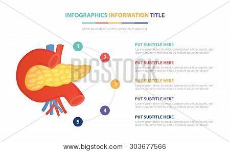 Human Pancreas Anatomy Infographic Template Concept With Five Points List And Various Color With Cle