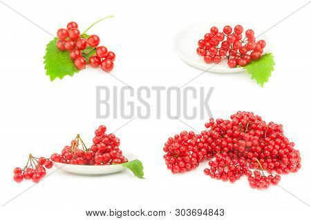 Collage Of Branch Of Red Viburnum Berries  On A White Background Cutout